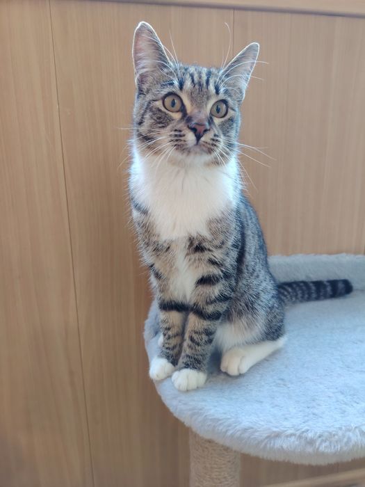 Котик ищет семью