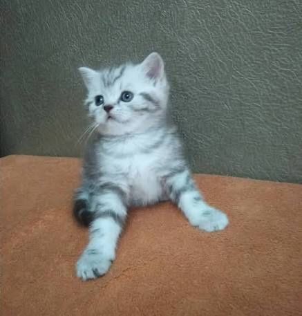 Прекраснейшие Малыши