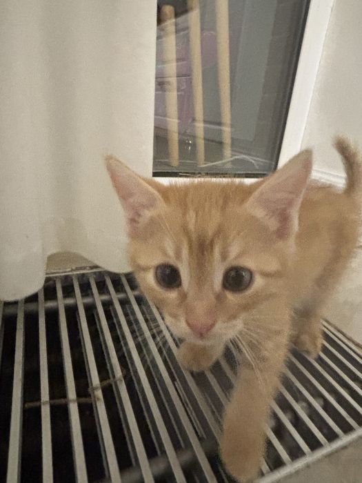 Продаю миленьких Котят