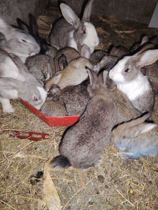 Iepurași vârsta 3 luni