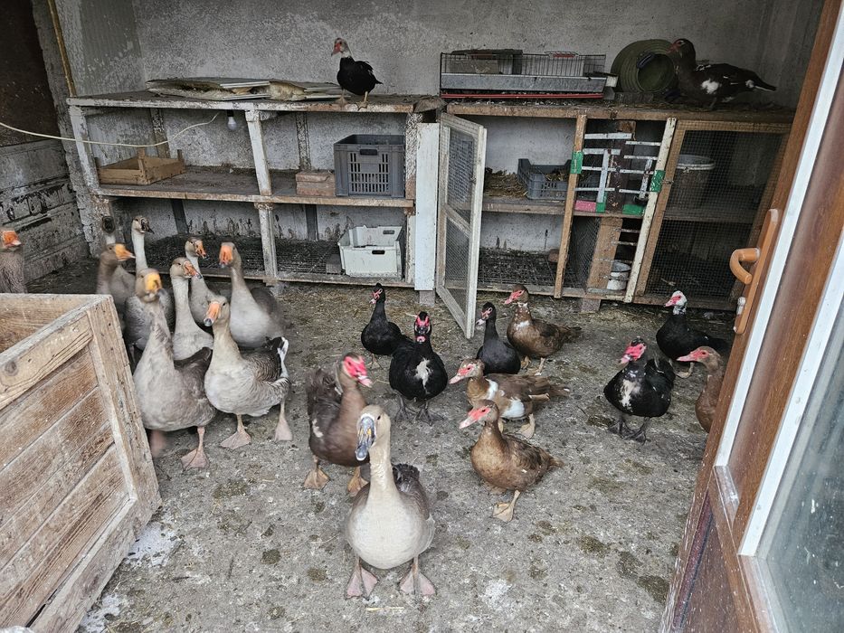 Ouă de gîscă  pentru consum si incubator
