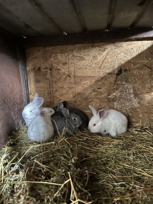 Vand iepuri adulti si pui