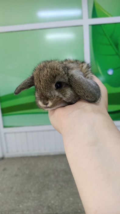 Крольчата декоративные