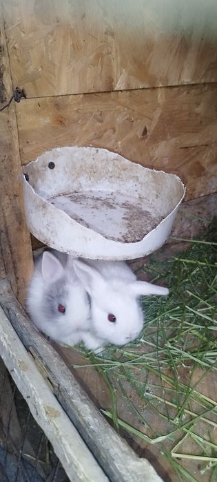 Кролики декоративные