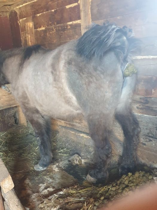 Vând iapă de gospodărie