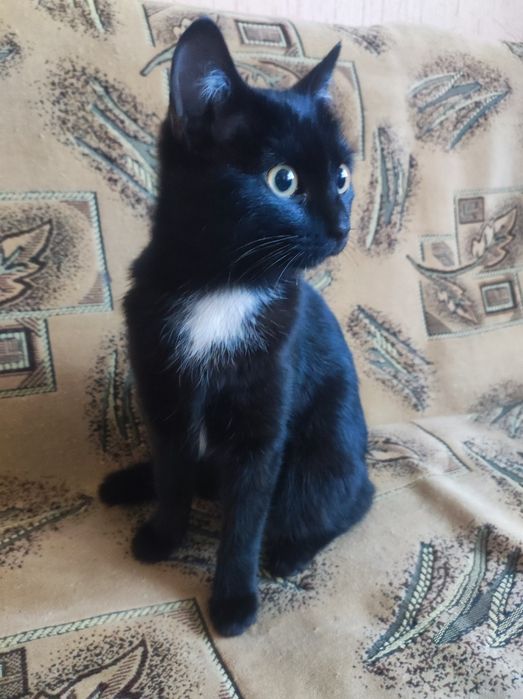 Котенок девочка 4,5месяца