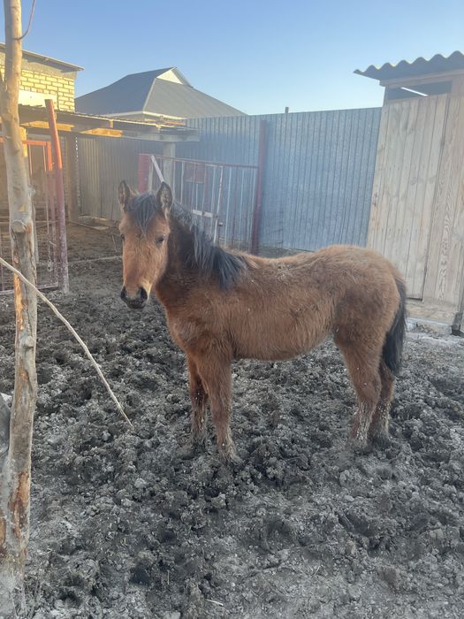 Ұрғашы жабағы сатылады