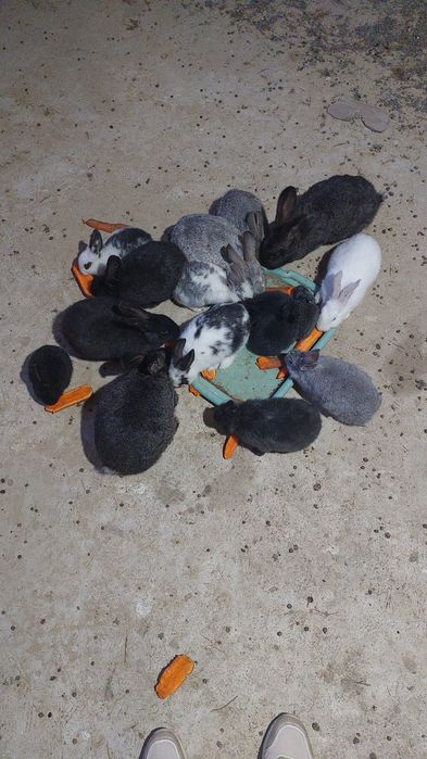 Крольчата продаётся 3000