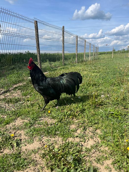 Cocosi australorp negru