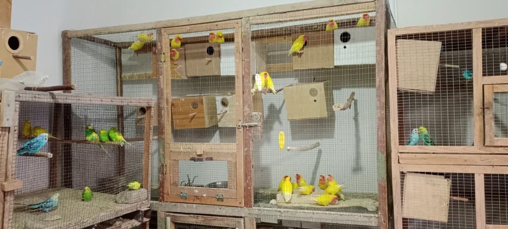 Неразушкалар сотилади