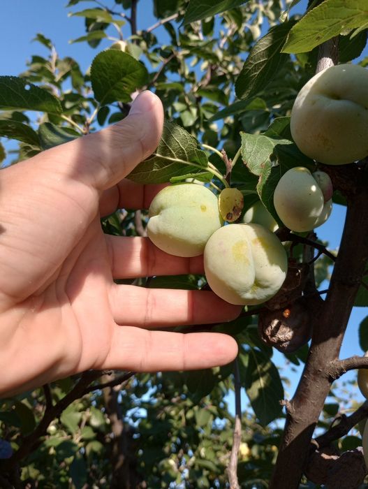 Vând prune din livadă proprie