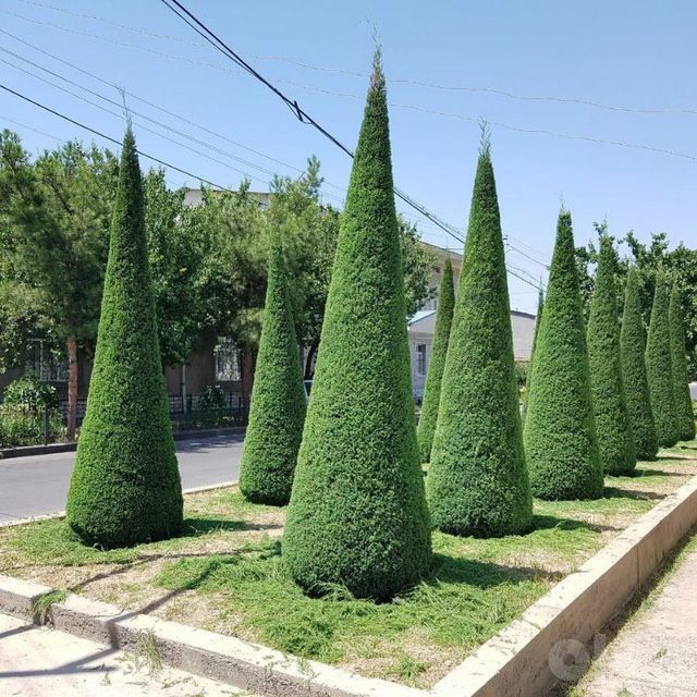 Archa va gullarga shakli berish