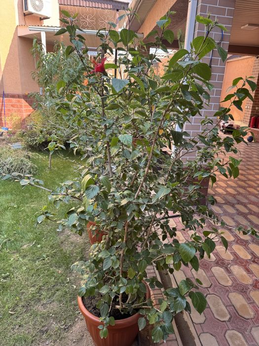 Продам цветы цветущие,свежая пересадка
