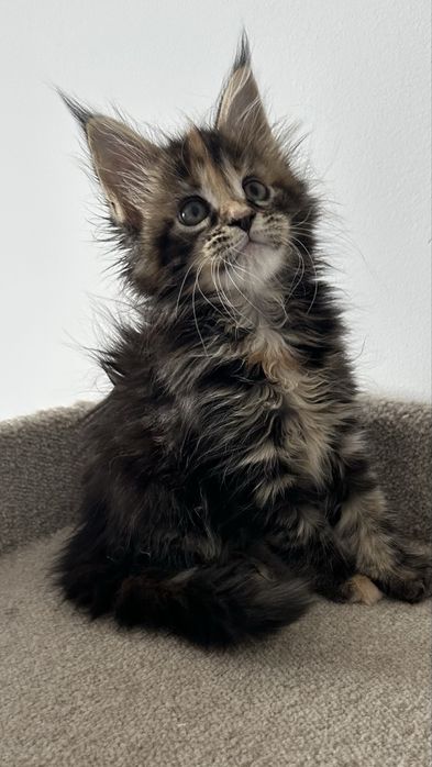 Мейн-Кун Продажа Питомник