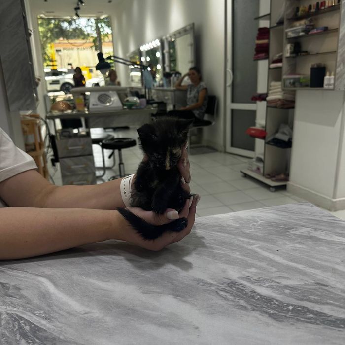 КОТЯТА  в добрые и ответственные руки