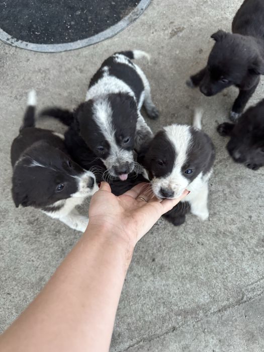 Отдам в добрые руки щенята