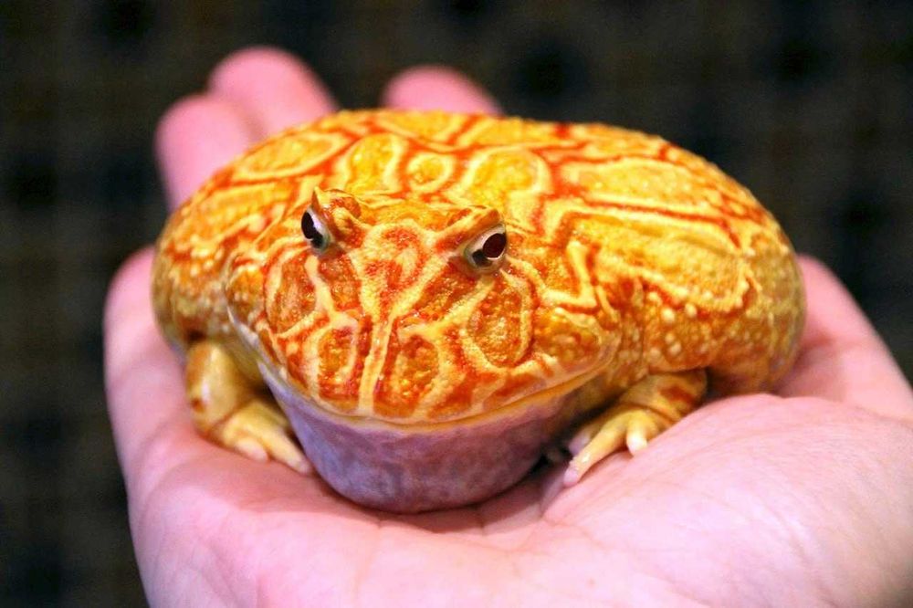 Чакская рогатка Ceratophrys cranwelli малыши