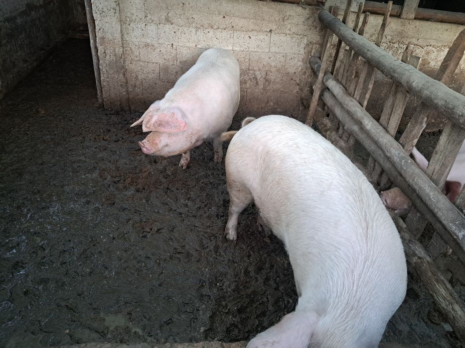 Домашни мъжки и  женски прасе