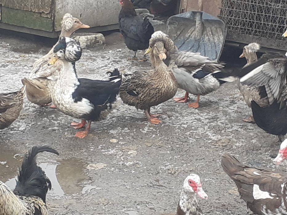 Gaini pitice si rațe de vanzare