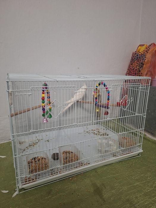 Попугай 2 Карелла + клетка