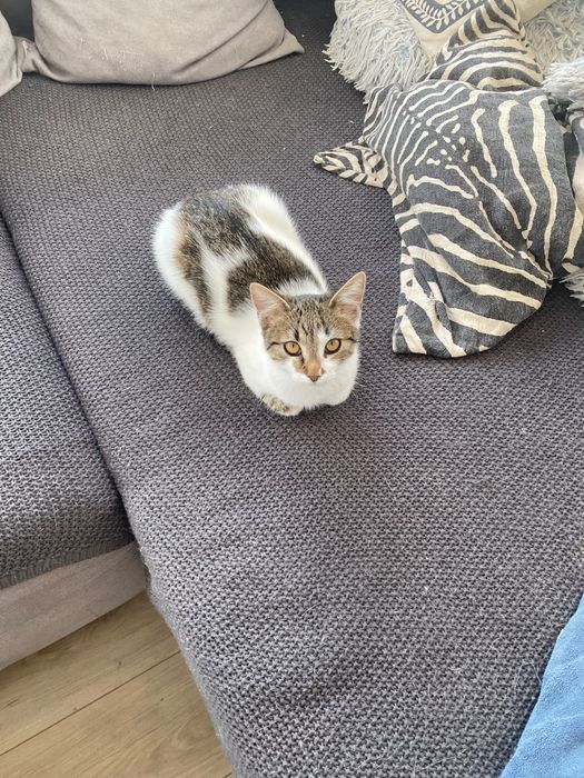Pisica sterilizata 7 luni