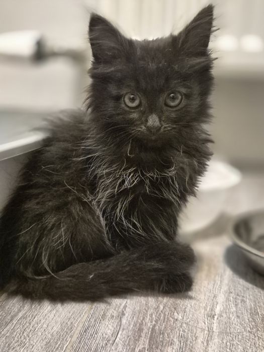 Котята ищут добрые руки