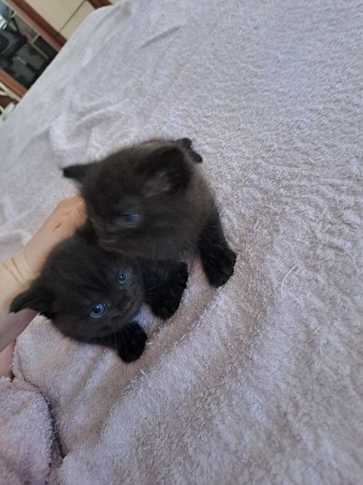 Отдам котят полукровки