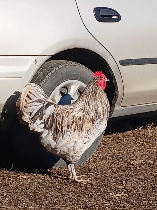 Vind cocoșii Australorp.