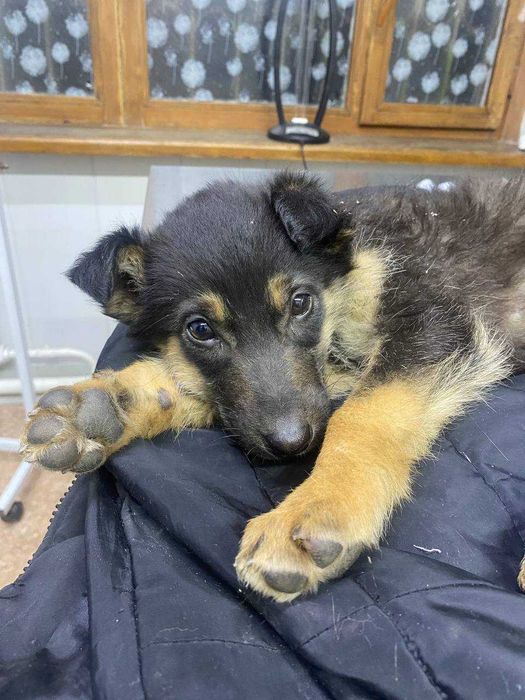 Щенок-дворняжка (3 месяца)