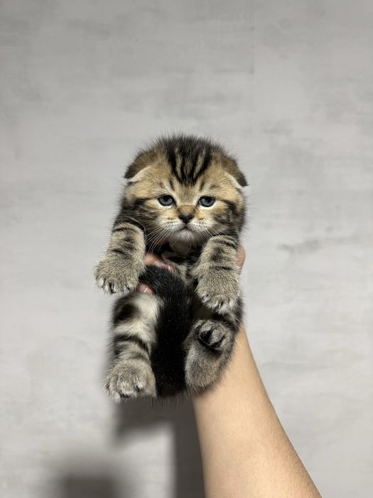 Шотландские вислоухие котята