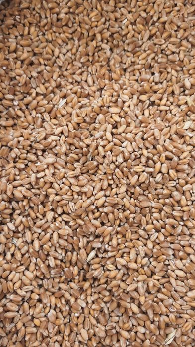 De vânzare porumb, orz