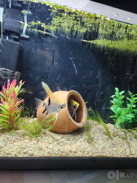 Akvariyum 35litr