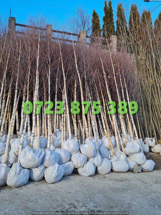 Plante Ornamentale de Vârf – Disponibilitate Imediată pentru Livrare