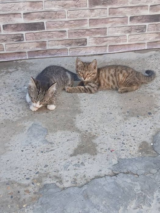 мушук онаси болалари