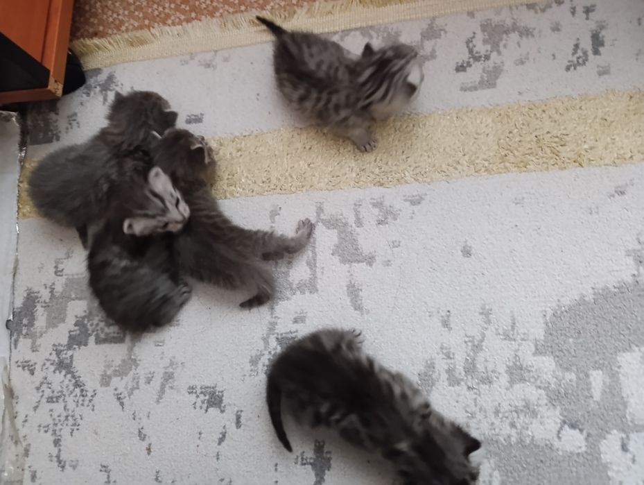 породистые котята