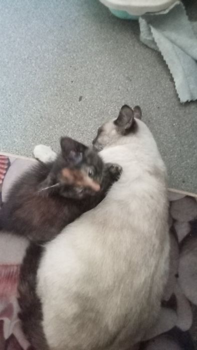 Отдам котёнка в хорошие руки