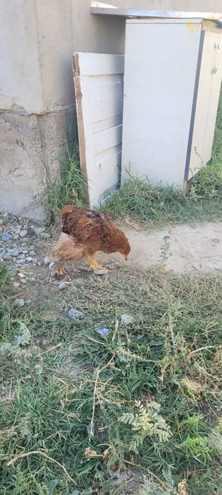 750000 тенге барлыгы