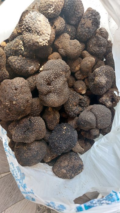 Vând trufe proaspete