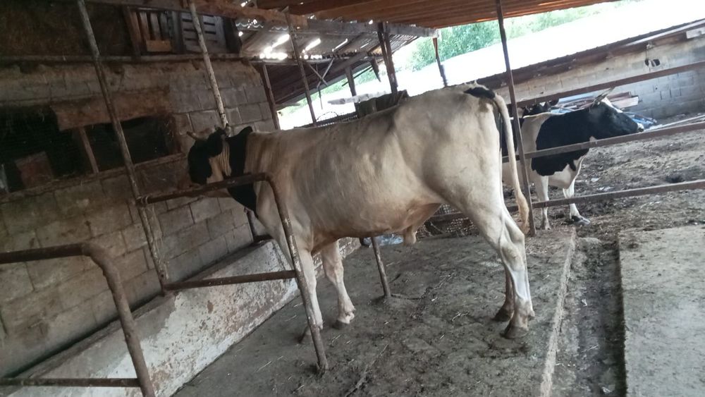 Продам бычка срочно