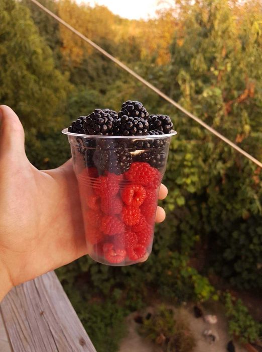 Butasi mur Thornfree