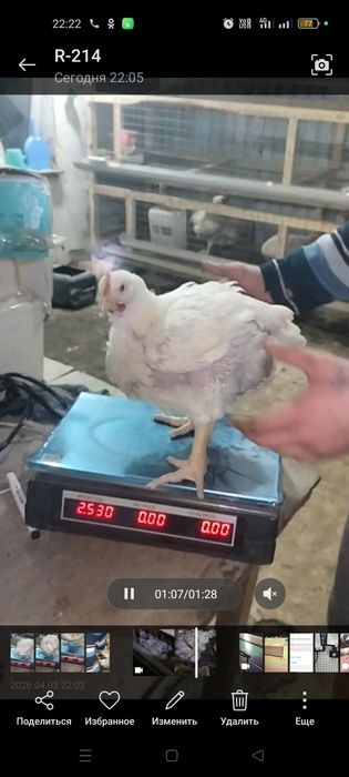 Продам бройлеров возраст 36 дней