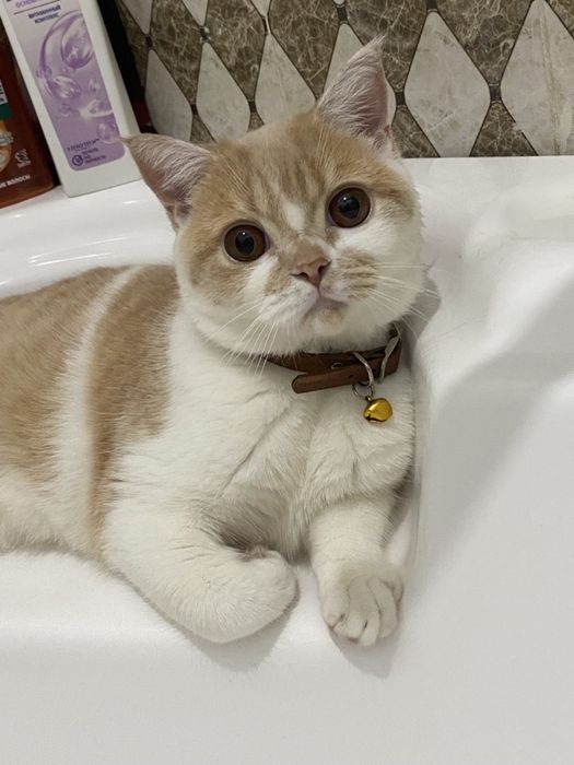 Мушук кошка пишак