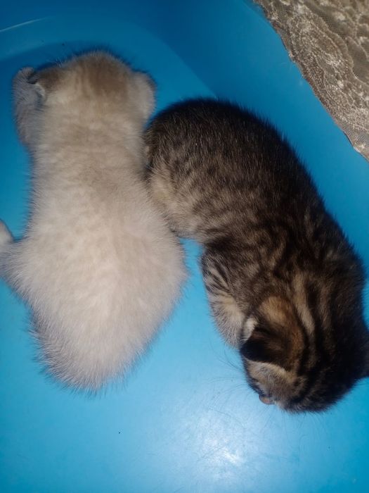 Котята породистые продам.