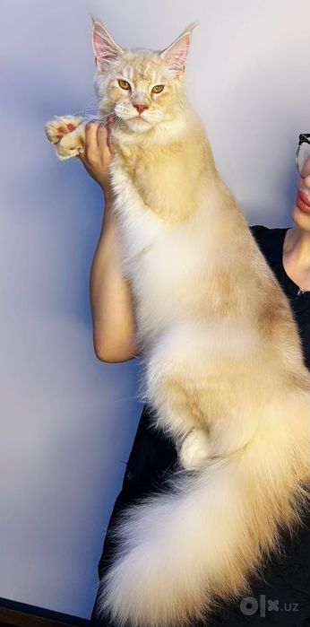 Main coon мальчик
