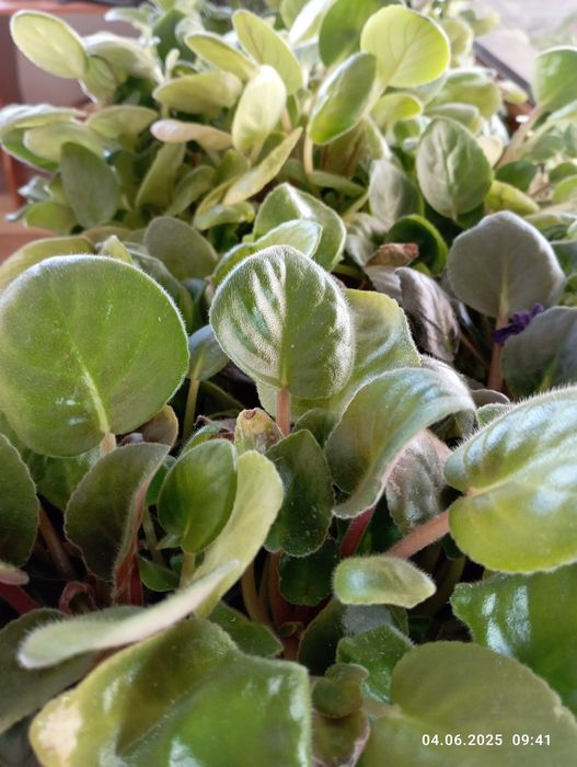 Распродажа деток сортовых фиалок