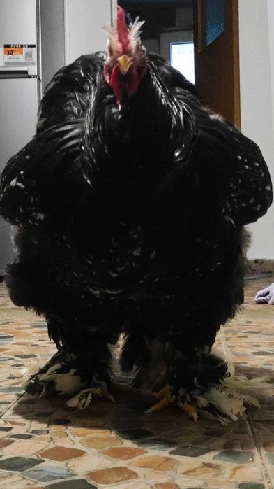 Disponibile oua cochinchina uriaș bobat