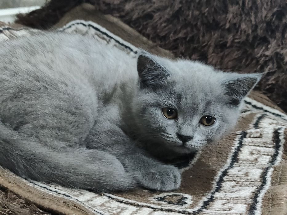 котята скоттиш страйт