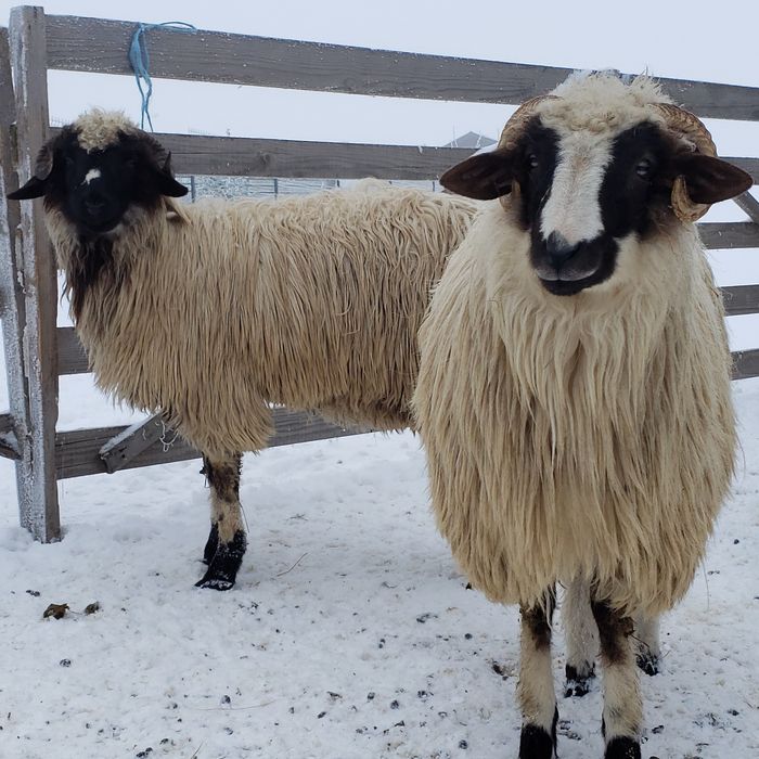 Vând mieluţe breze