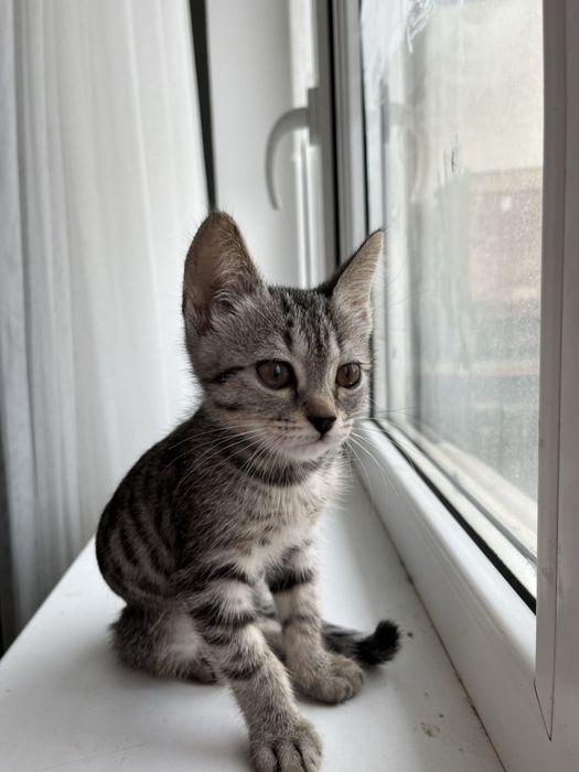 Котенок мальчик митис
