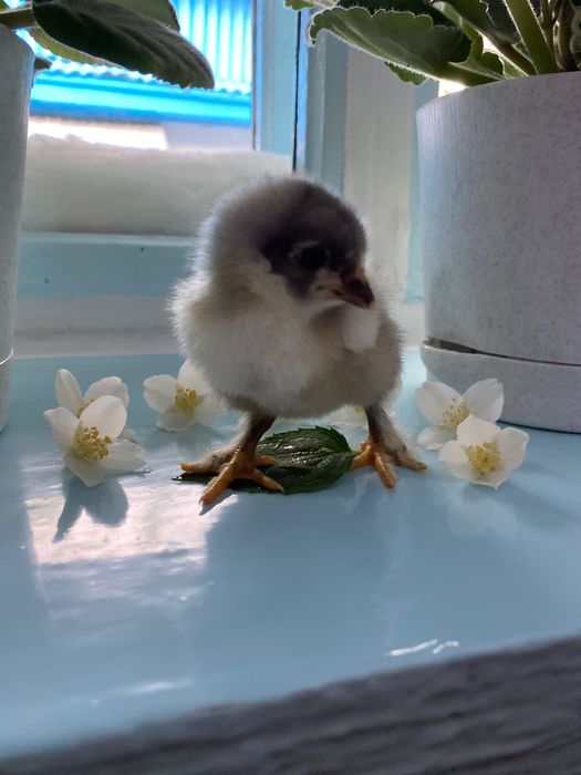 Продам домашних цыплят